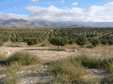 Rustikales Grundstück zum Verkauf in Uleila del Campo