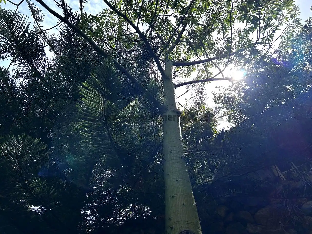 Vista exterior de Finca rústica en venta en Vallehermoso con Aire acondicionado, Calefacción y Jardín privado
