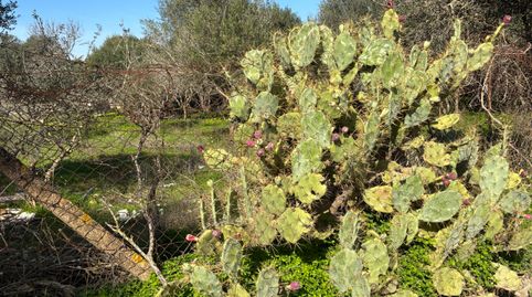 Foto 4 de Terreno en venta en Los Franceses – La Vega, Chiclana de la Frontera