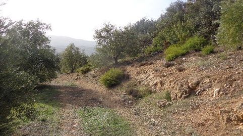 Finca Agraria en venta en Huelma (Jaén), immagine 4