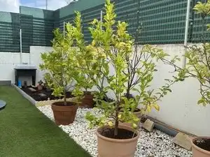 Terrace of Flat for sale in Cruces