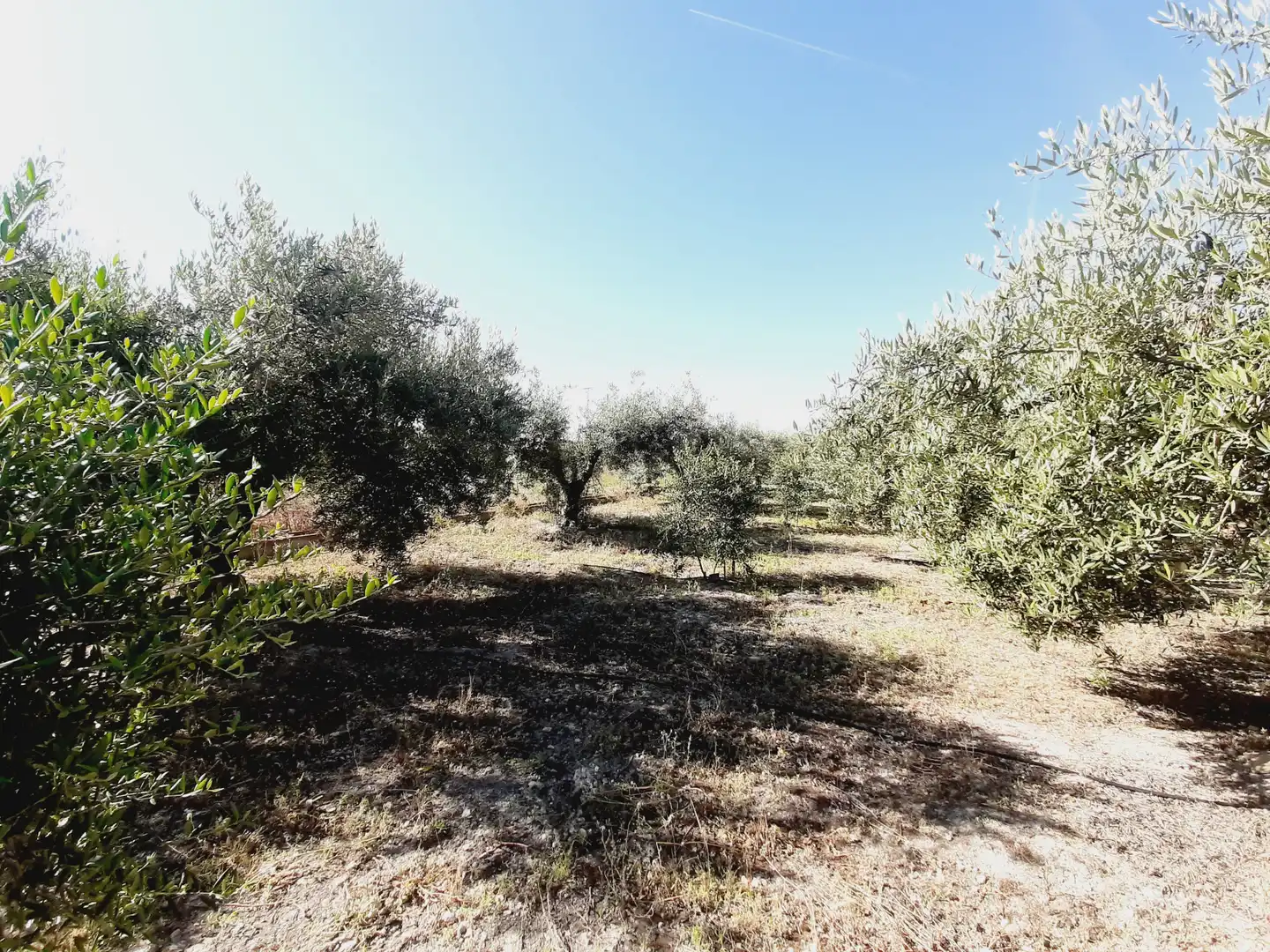 Lands and plots for sale in Mula, imagen 12