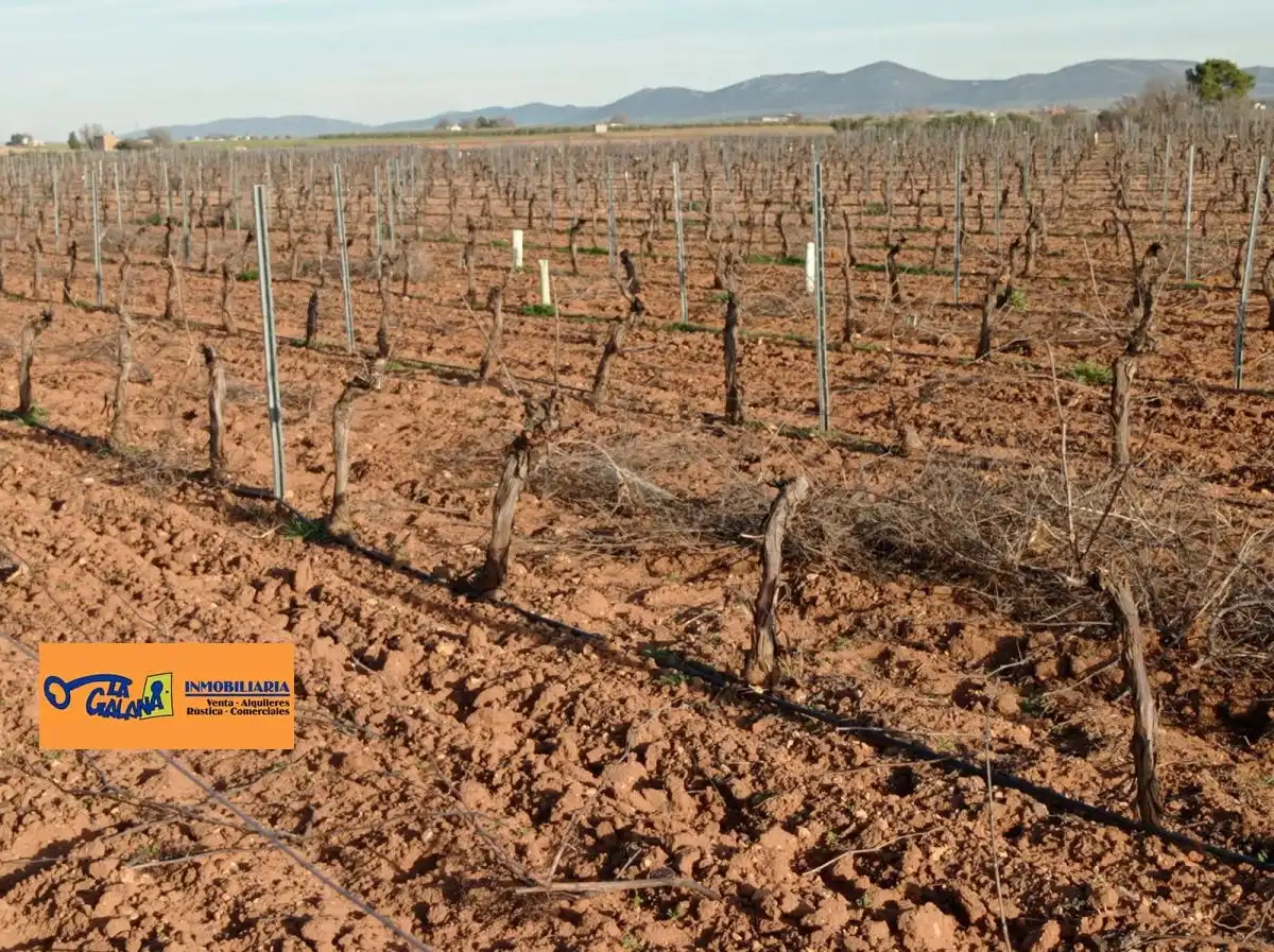 Rural land for sale in Valdepeñas, imagen 3