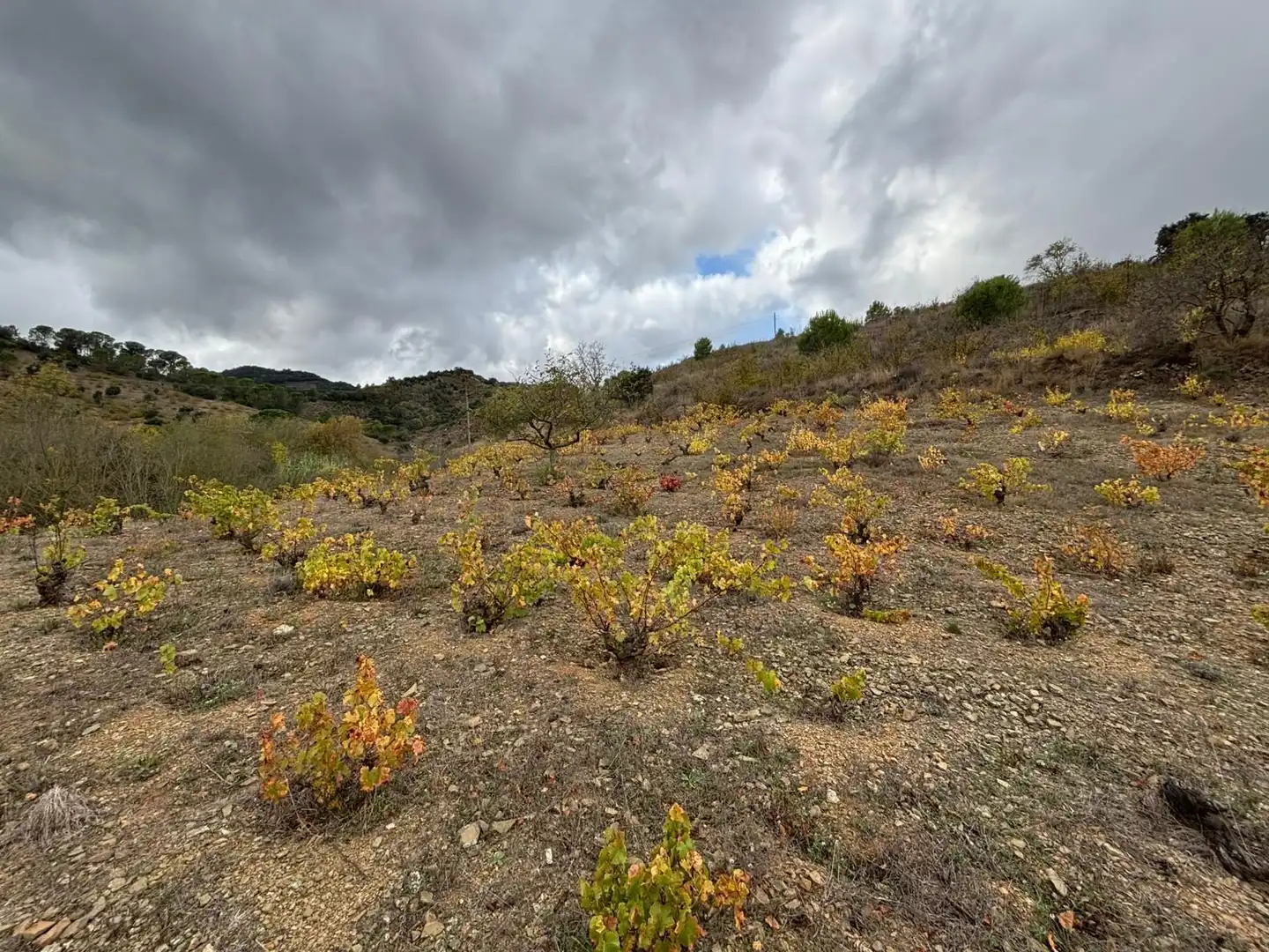 Terreno rústico en venta en Porrera, imagen 10