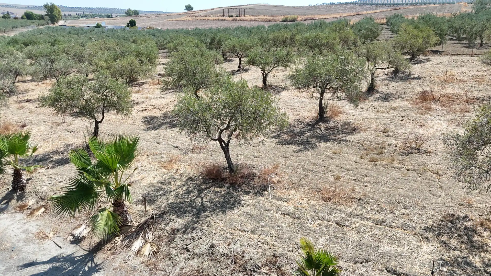 Rural land for sale in Polígono 12 Parcela 177 LA CORIANA. OLIVARES (SEV, imagen 25