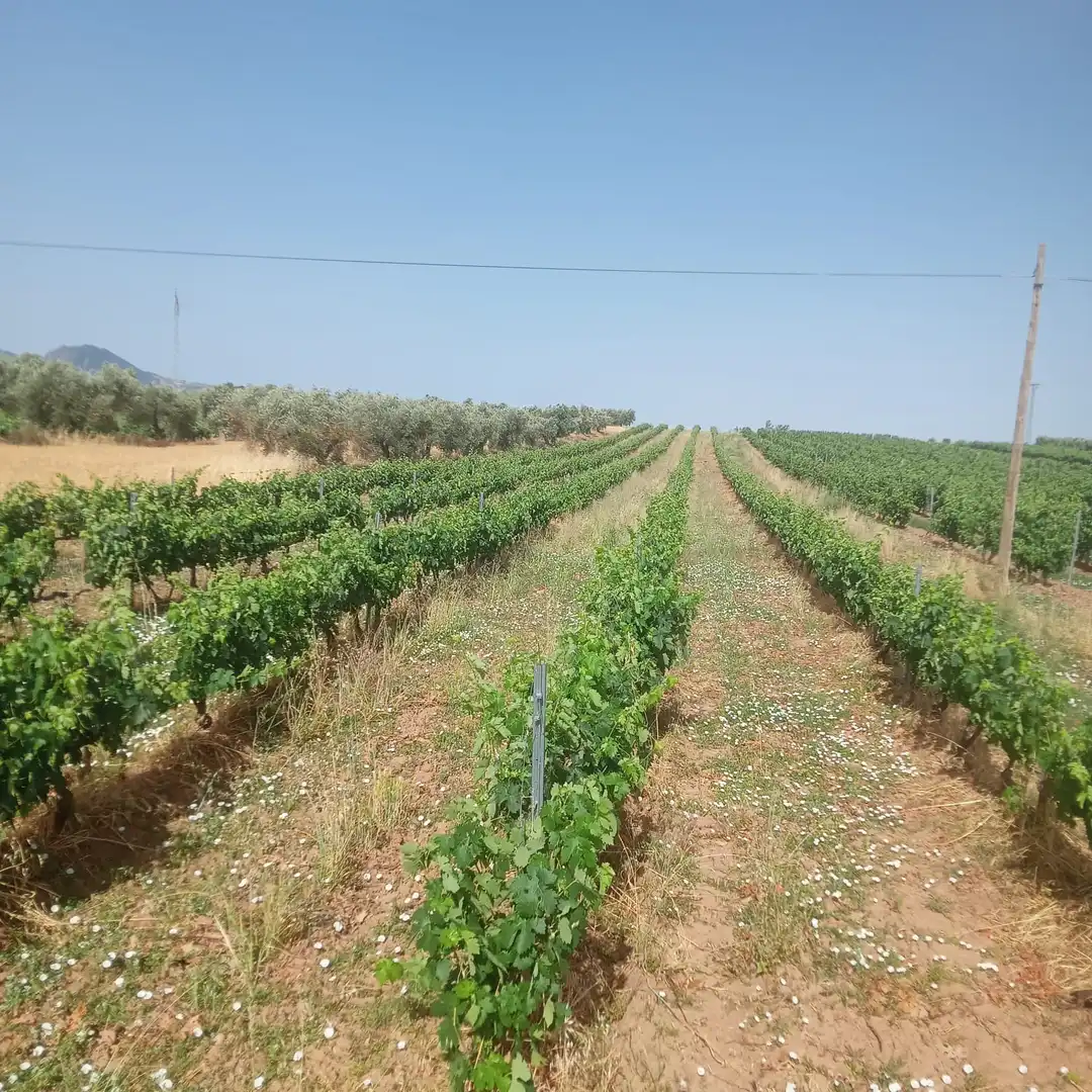 Terreny rústic en venda a Murillo de Río Leza, imagen 5