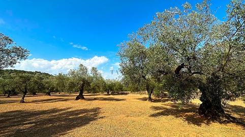 Photo 3 of Residential for sale in Freginals, Tarragona