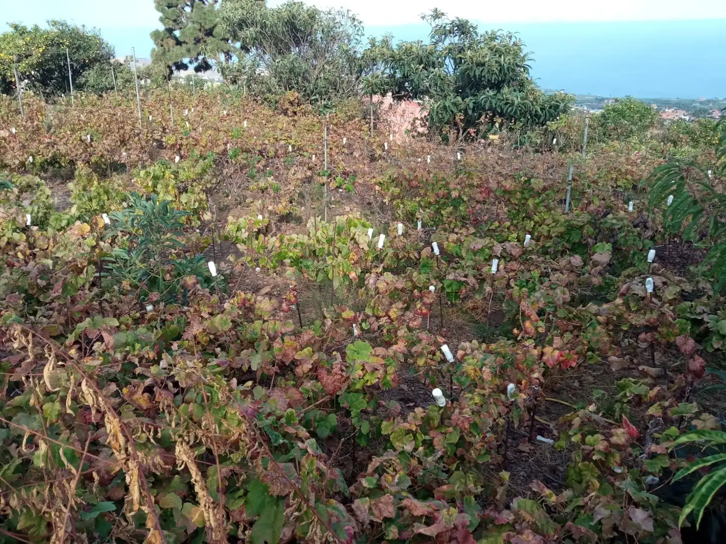 Terreno rustico in vendita a Las Cuevas - Los Gómez, imagen 47