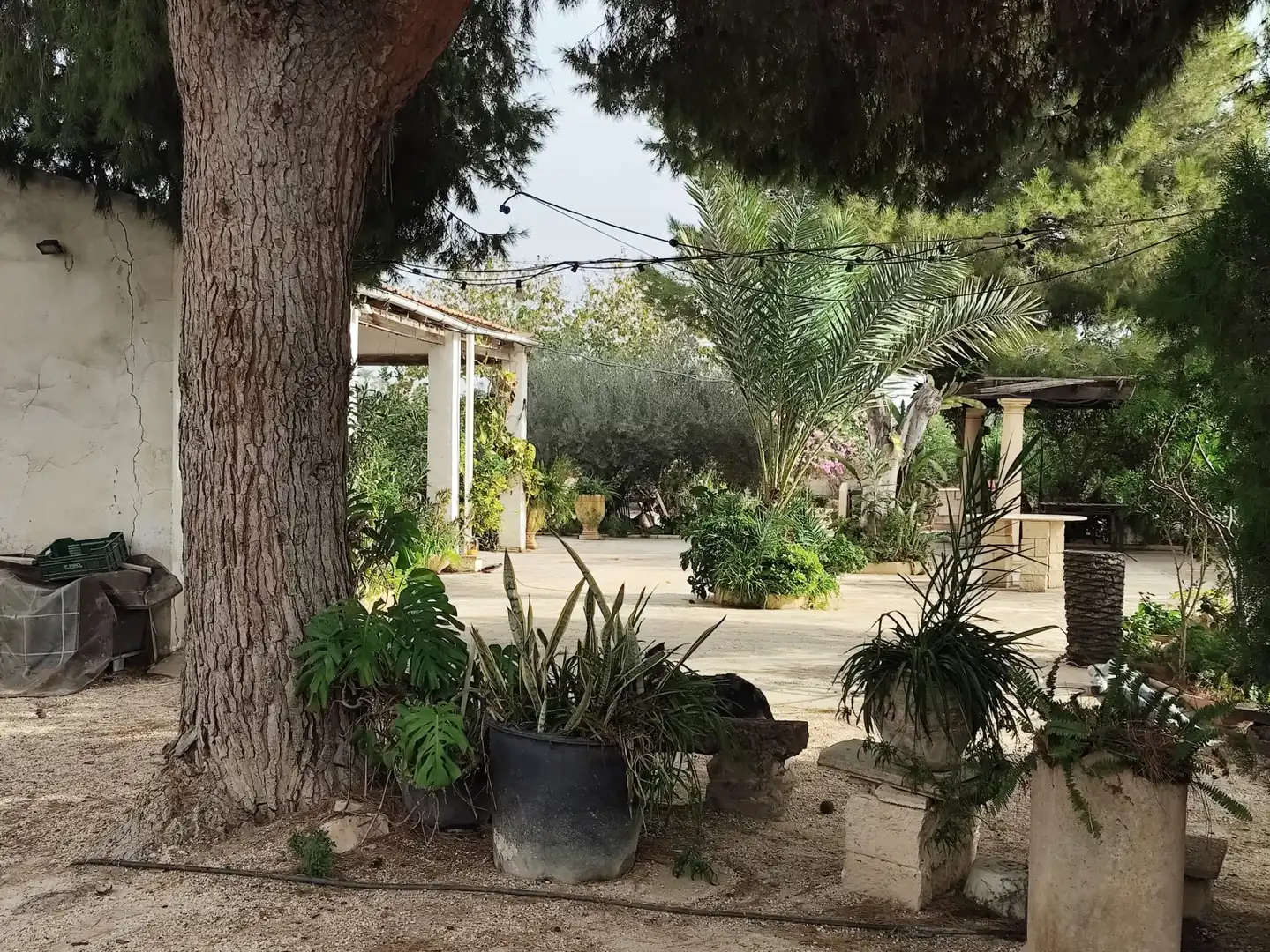 Jardí de Casa o xalet en venda en Elche / Elx amb Jardí privat i Moblat