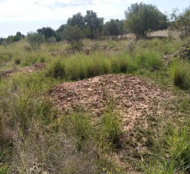 Terreny residencial en venda a Proc. Simplificado, imagen 17