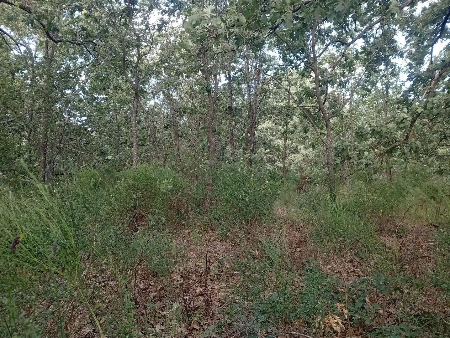 Terreni e lotti in vendita a Losar de la Vera, imagen 39