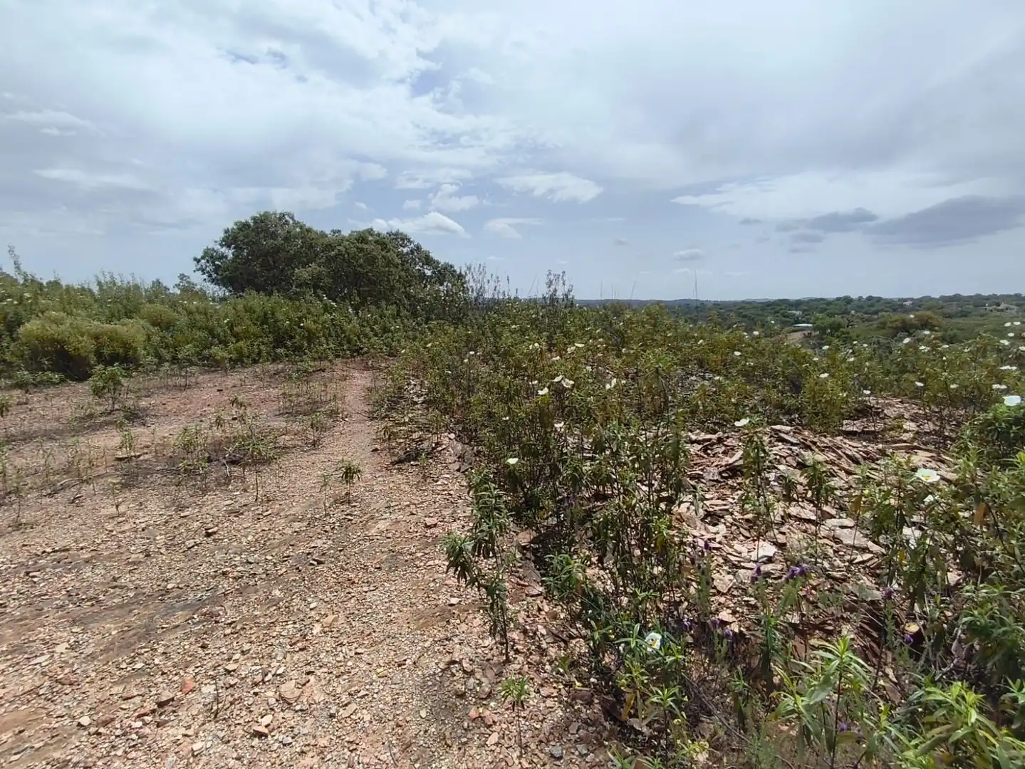 Rural land for sale in Los Lagos, imagen 6