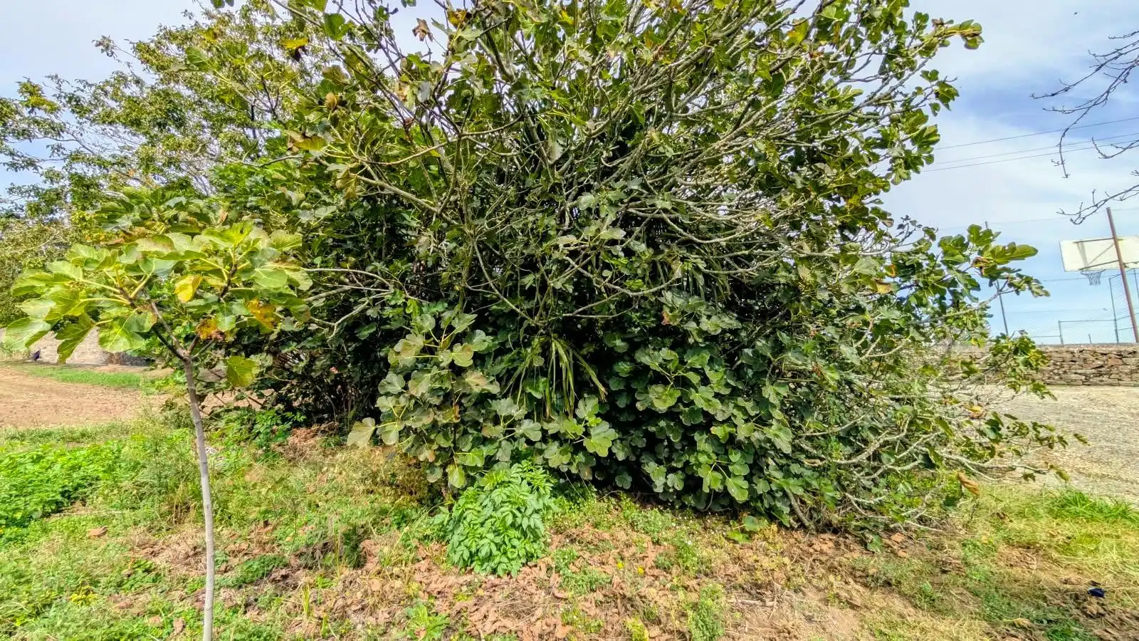 Casa amb jardí en venda a Calle Trasmil, imagen 10