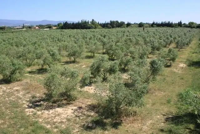 Finca rústica en venda en Riudoms amb Calefacció, Jardí privat i Piscina