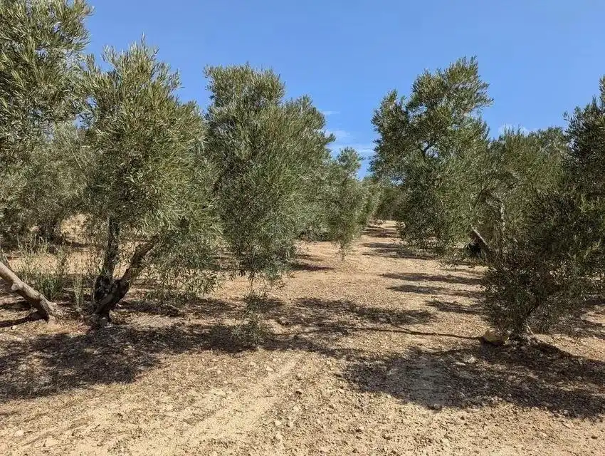 Terrenys i solars en venda a Zona de la Vega, imagen 6