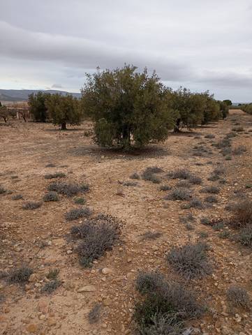 Terreno en Venta en Biar