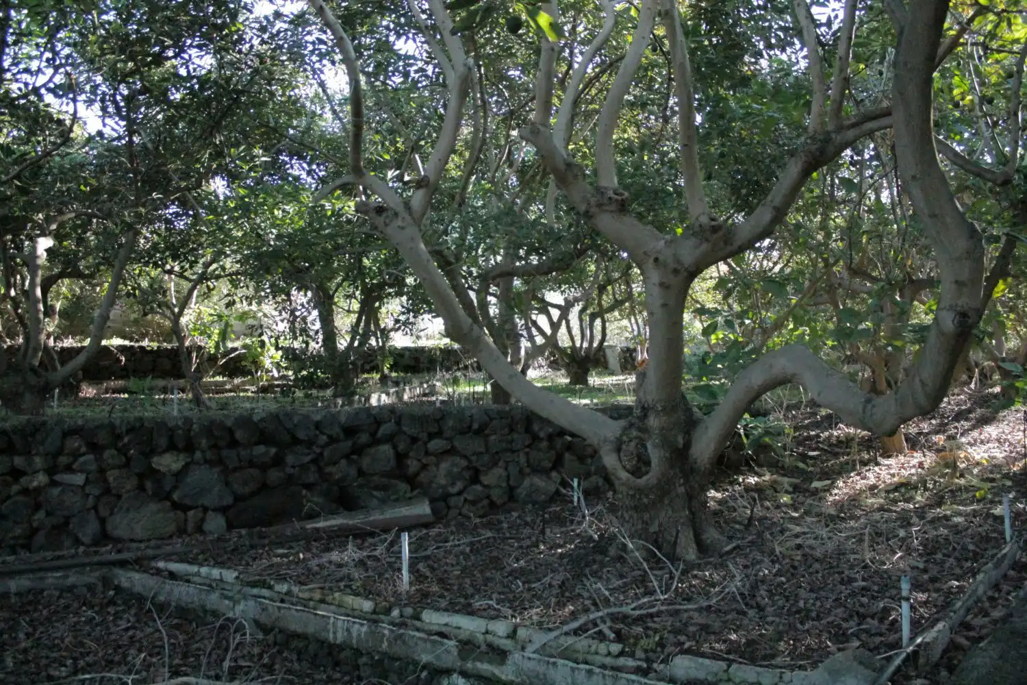 Jardín de Casa o chalet en venta en Los Realejos con Balcón