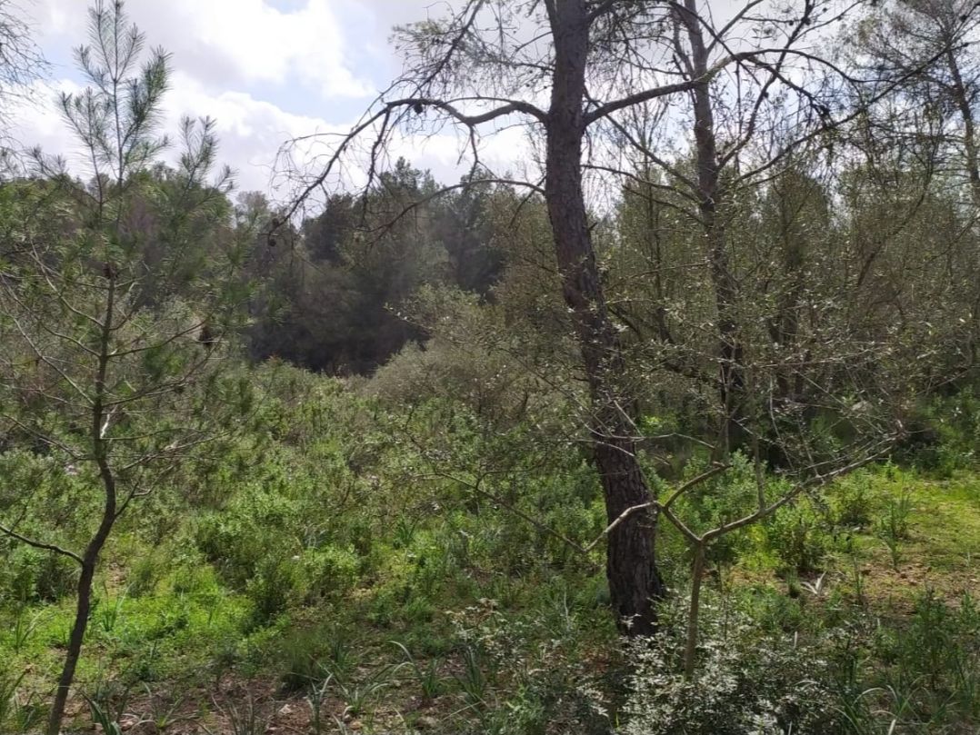 Land for sale in  Palma de Mallorca