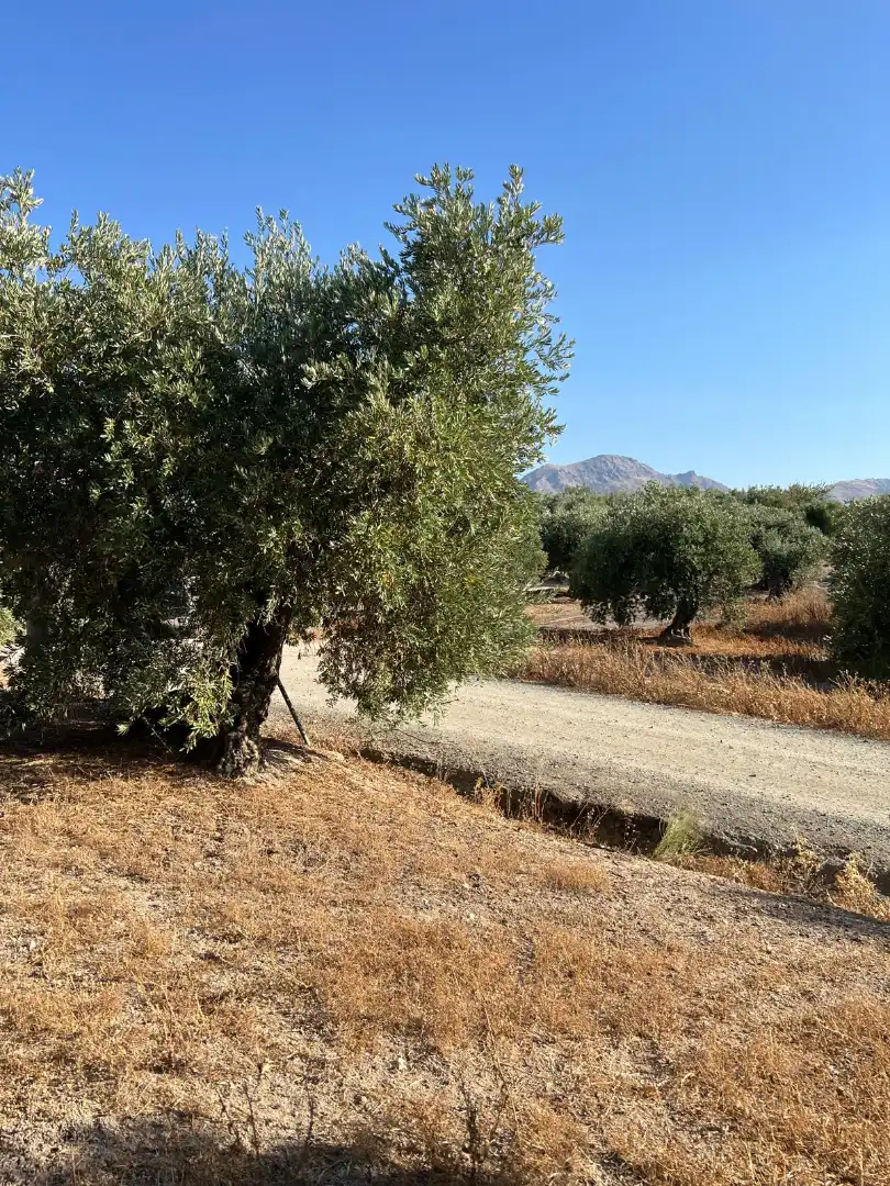 Terreny rústic en venda a Priego de Córdoba, imagen 2