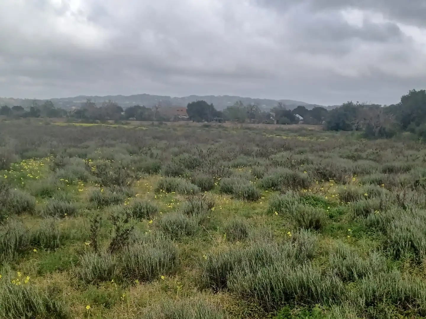 Rural land for sale in Felanitx Poble, imagen 3