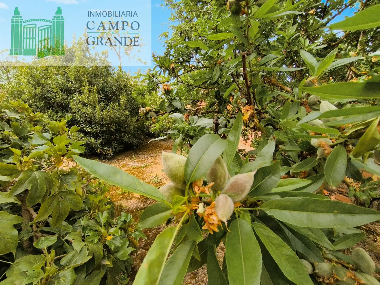 Jardí de Casa o xalet en venda en Pedraza de Campos amb Calefacció, Jardí privat i Traster