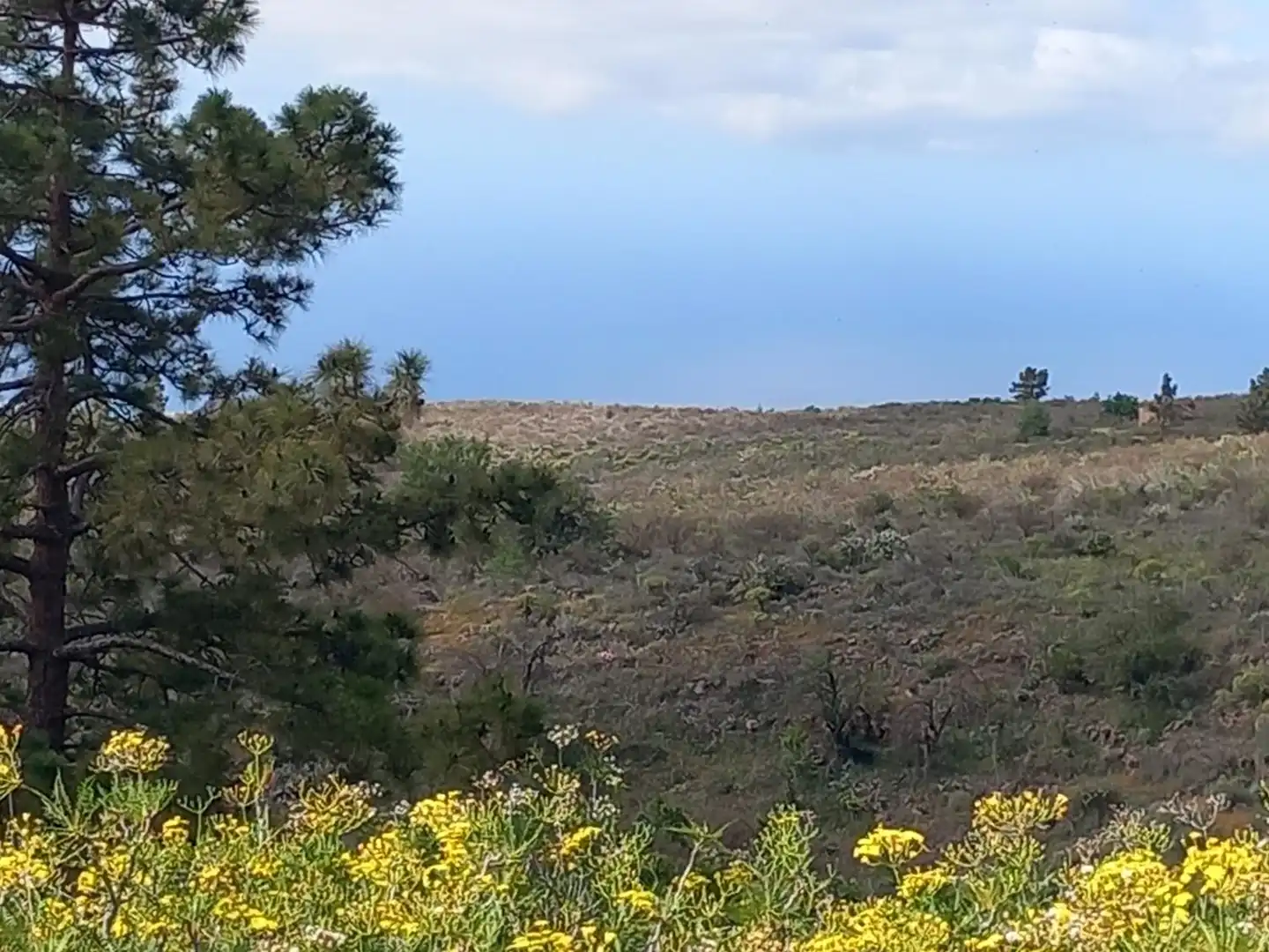 Casa o chalet en venta en Vilaflor de Chasna con Jardín privado
