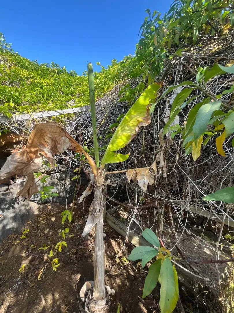 Jardín de Residencial en venta en El Pinar de El Hierro