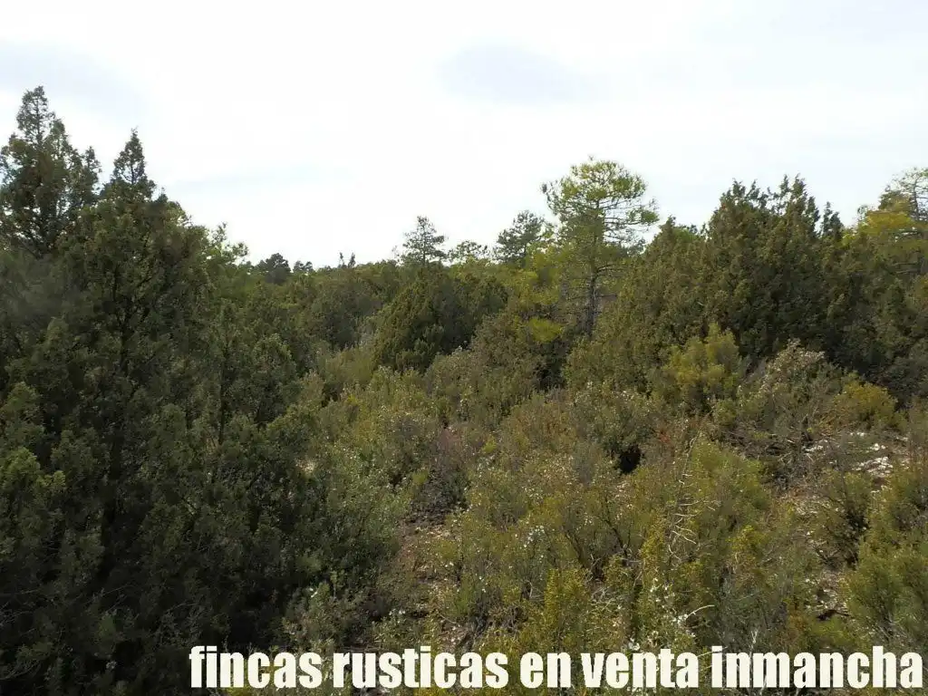 Terreni e lotti in vendita a Carboneras de Guadazaón, imagen 5