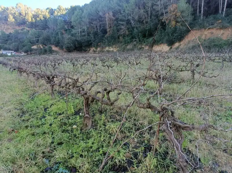 Terreno rústico en venta en Carretera de piera 1, imagen 6