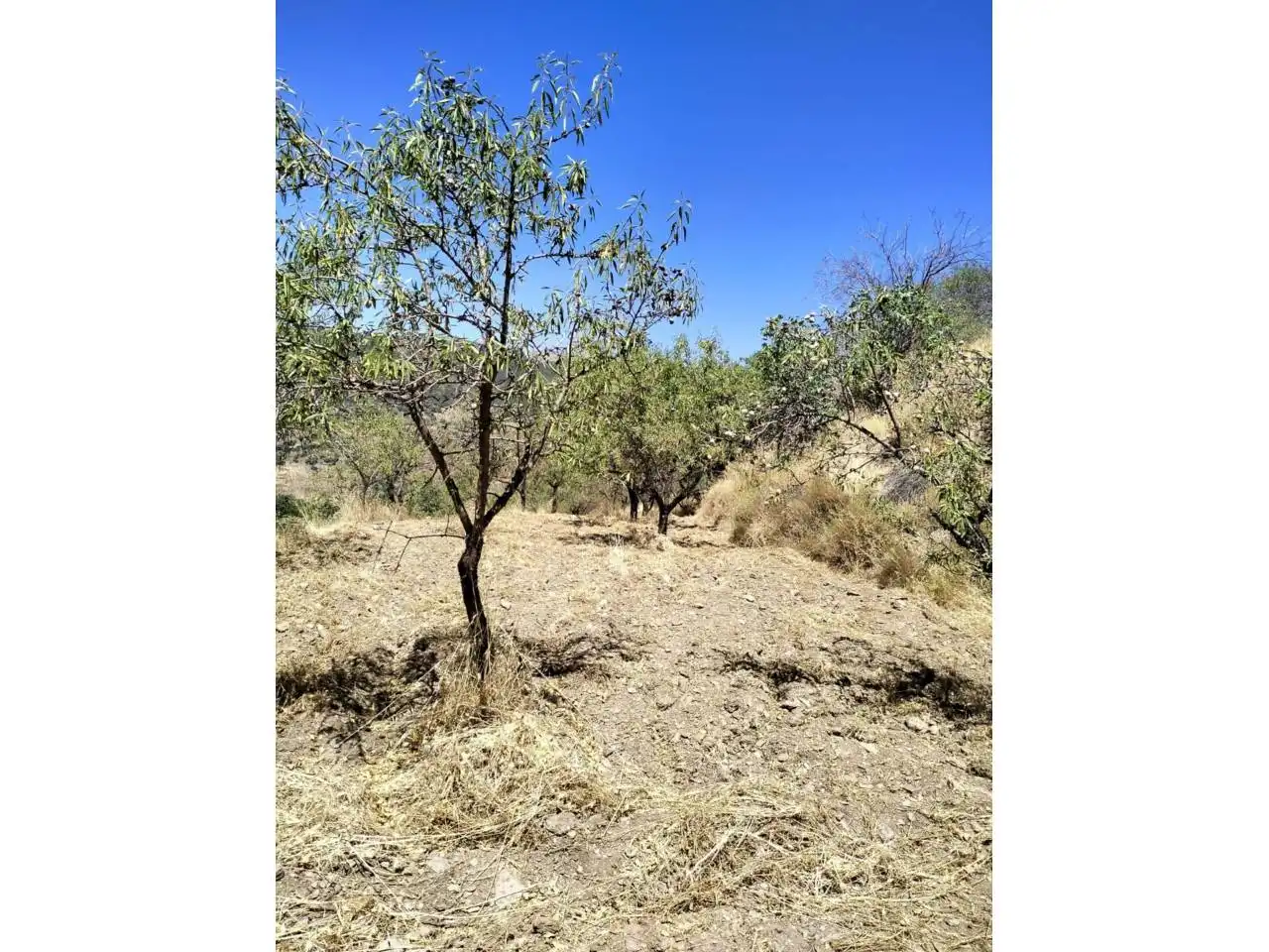 Terreny rústic en venda a Paterna del Río
