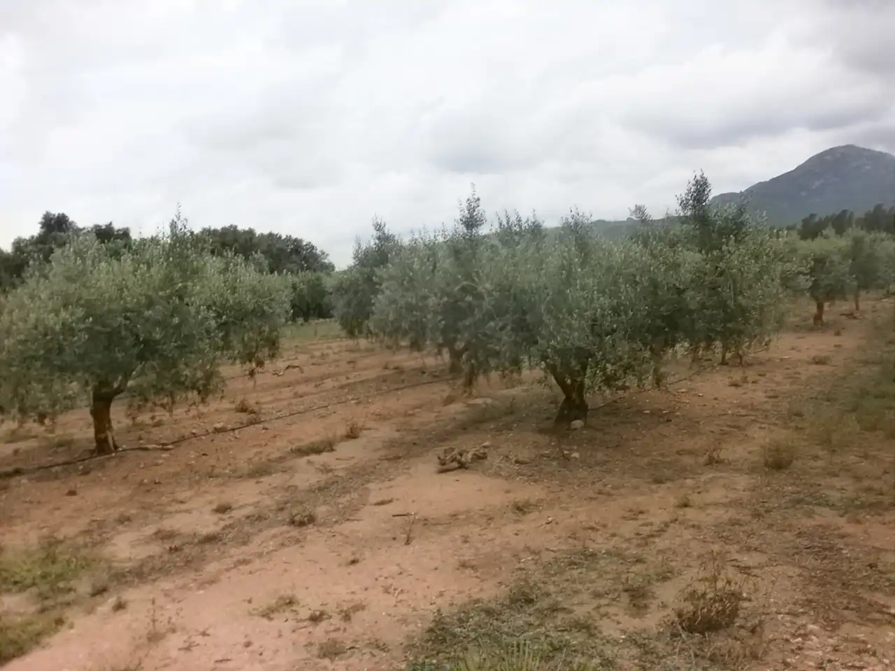 Terreny rústic en venda a Avinguda de Reus, imagen 7