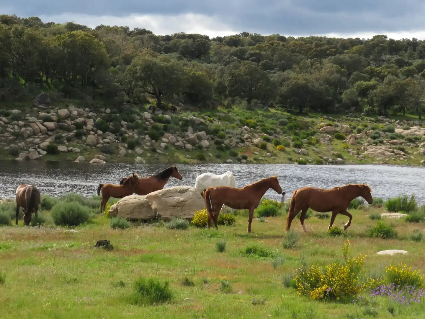 Terrenys i solars en venda a Ledesma