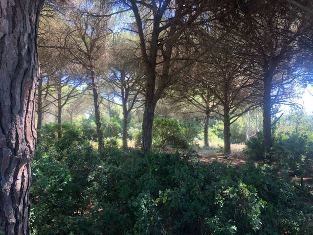 Terreno en Venta en Conil