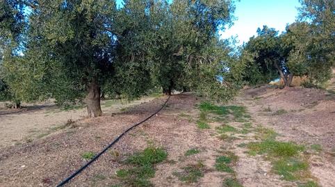 Foto 5 de Terreny en venda a Partida Monterols, Mestral, Tarragona