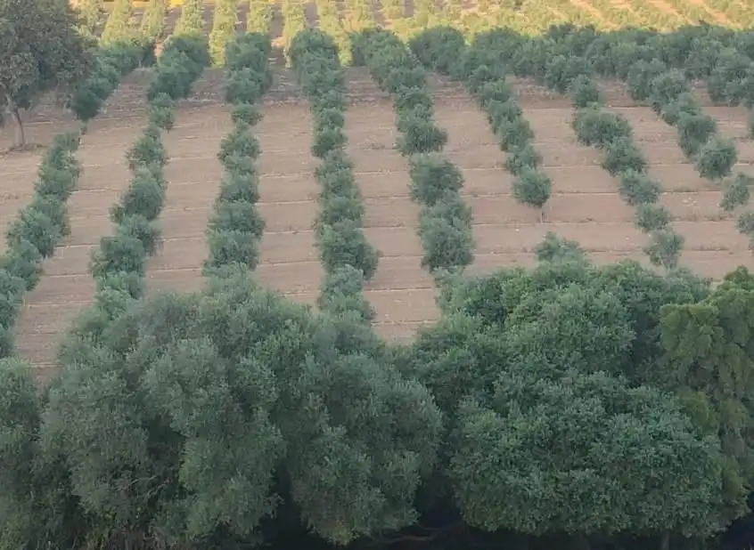 Finca rústica en venta en El Bosque con Terraza