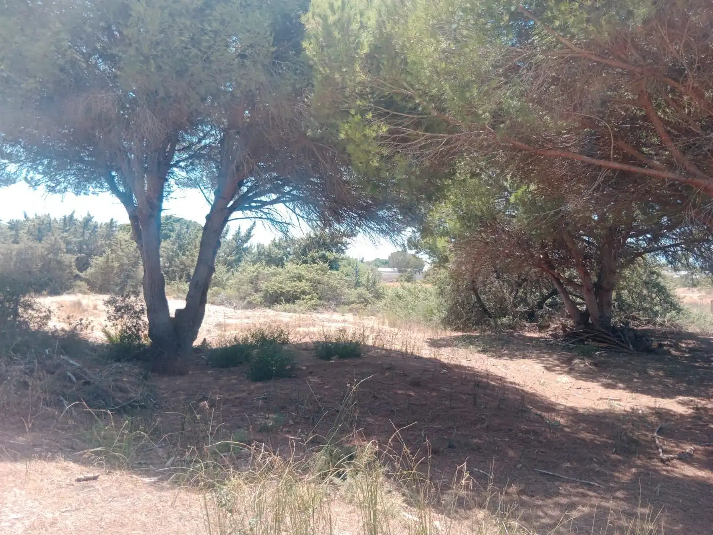 Rustikales Grundstück zum Verkauf in Las Lagunas - Campano, imagen 3