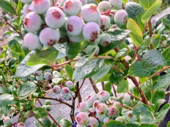 Garten von Grundstücke zum Verkauf in Xermade