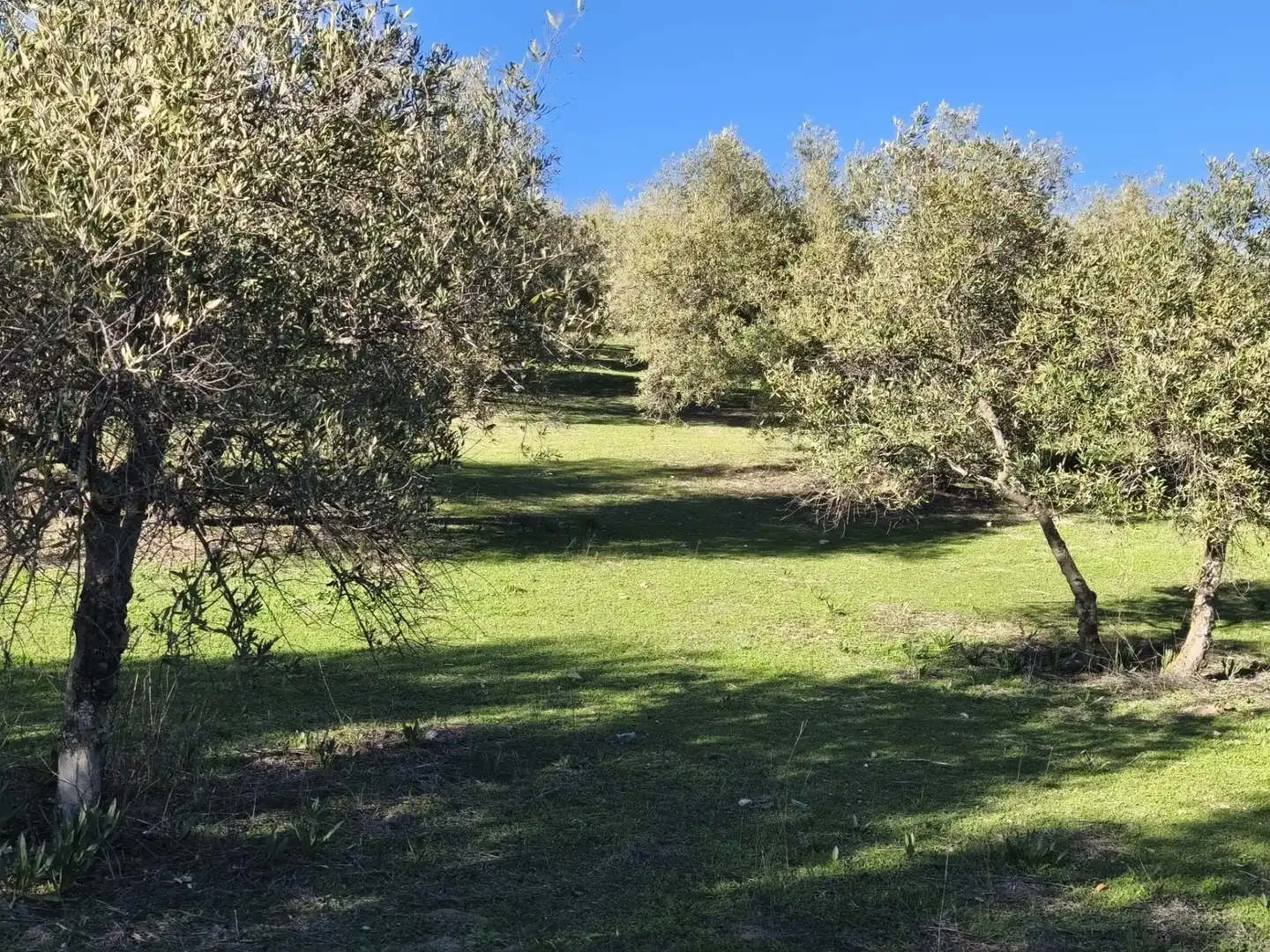 Lands and plots for sale in Alfacar