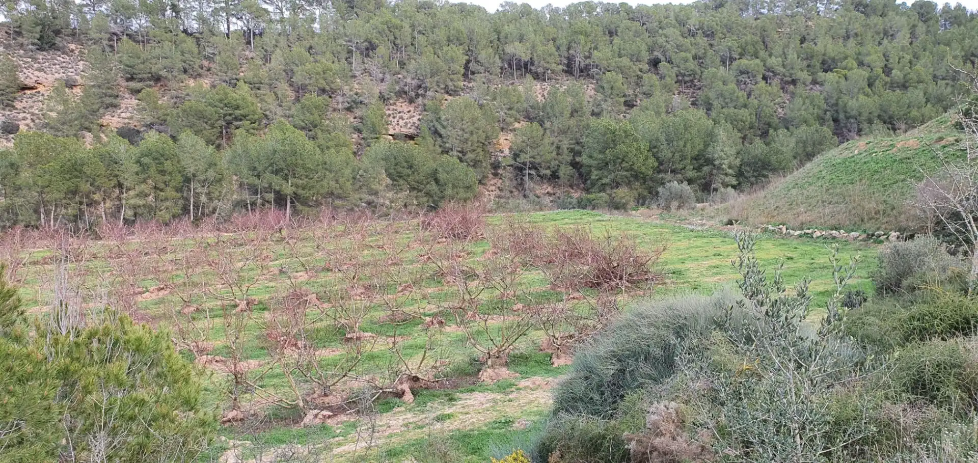 Rural land for sale in Ginestar, imagen 9