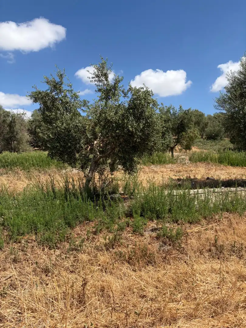 Terreno rustico in vendita a Santaella, imagen 2