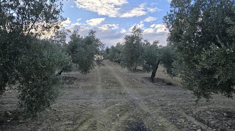 Foto 2 de Terreny en venda a La Roda de Andalucía, Sevilla