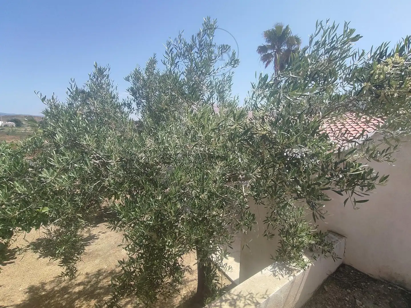 Jardí de Casa o xalet en venda en Antas amb Aire condicionat i Piscina