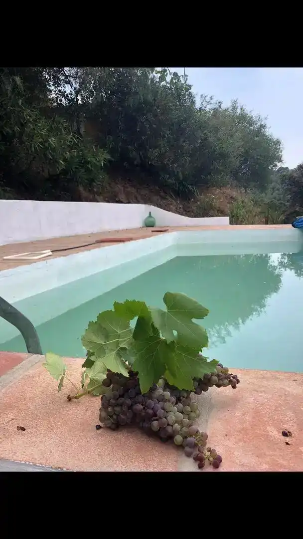 Piscina de Finca rústica en venda en Pozoblanco amb Jardí privat, Piscina i Balcó