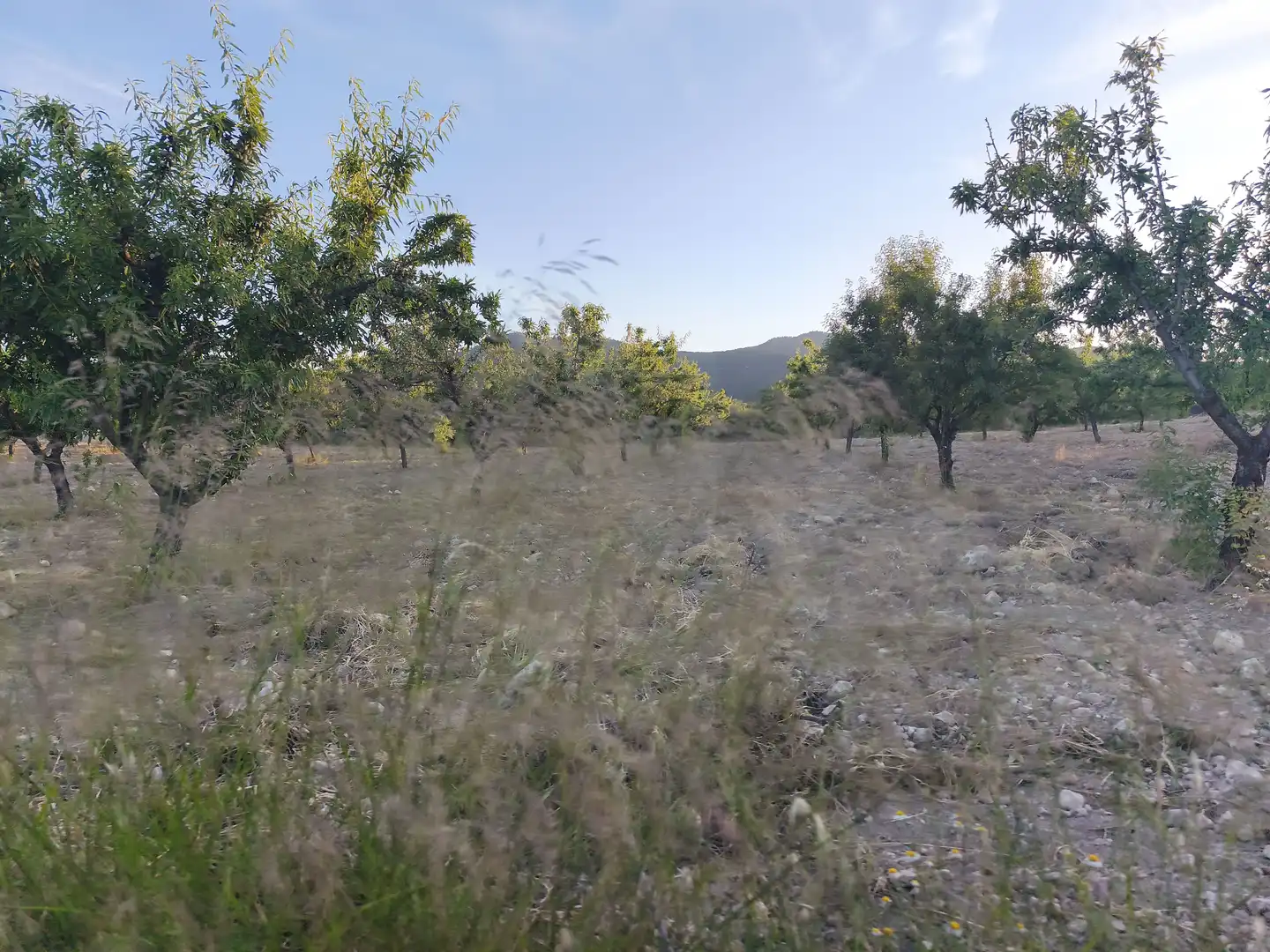 Terreno rustico in vendita a Moratalla, imagen 20
