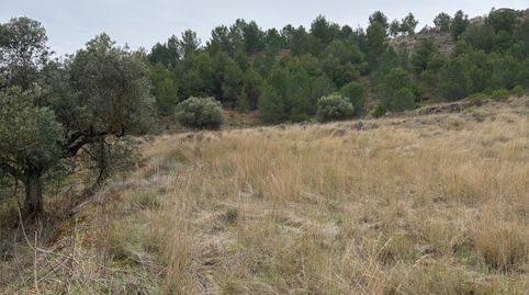 finca de secano, immagine 4