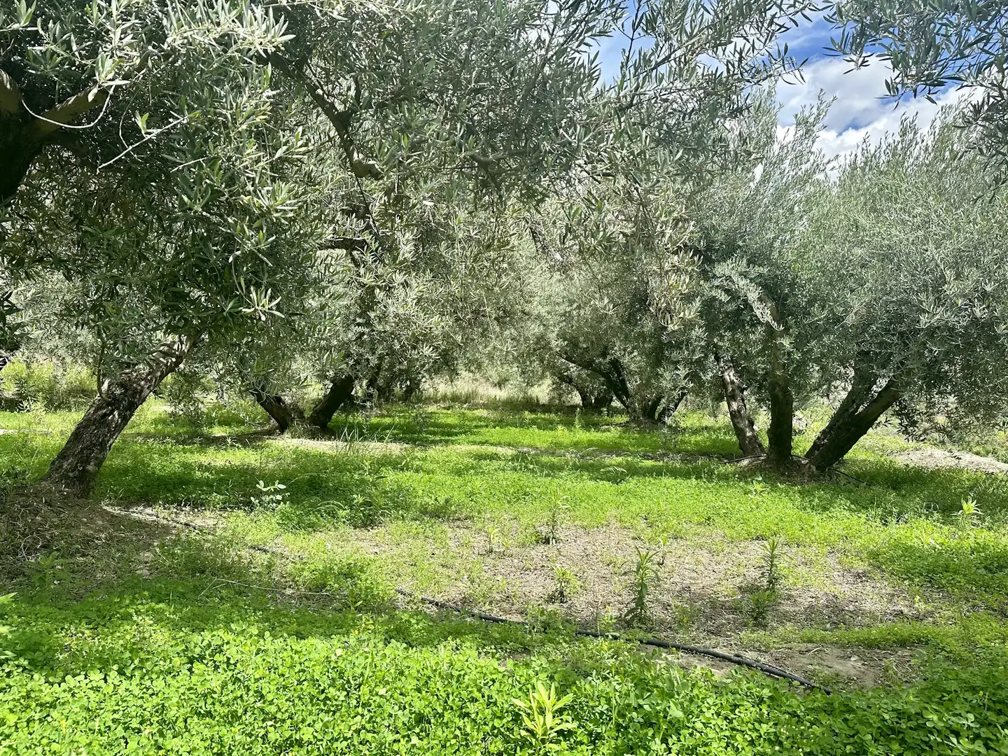 Rustikales Grundstück zum Verkauf in Alhama de Almería, imagen 7