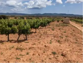Terrain rustique à vendre à Requena, imagen 5