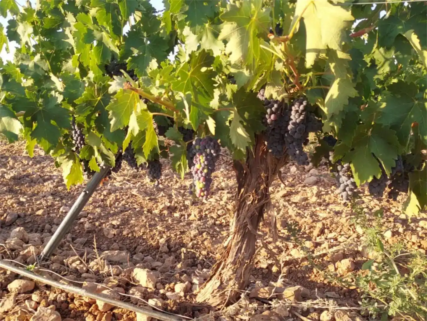 Vista exterior de Finca rústica en venda en Manzanares