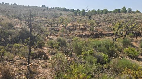 Finca rústica en venta en plena Alpujarra Almeriense, immagine 4