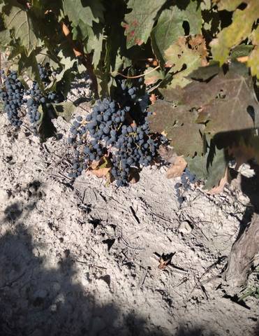 Terreno en Venta en Curiel de Duero